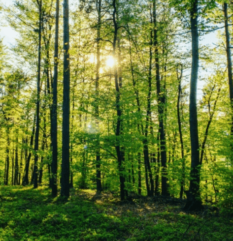 On voit à l'image le résumé de mes forêts.